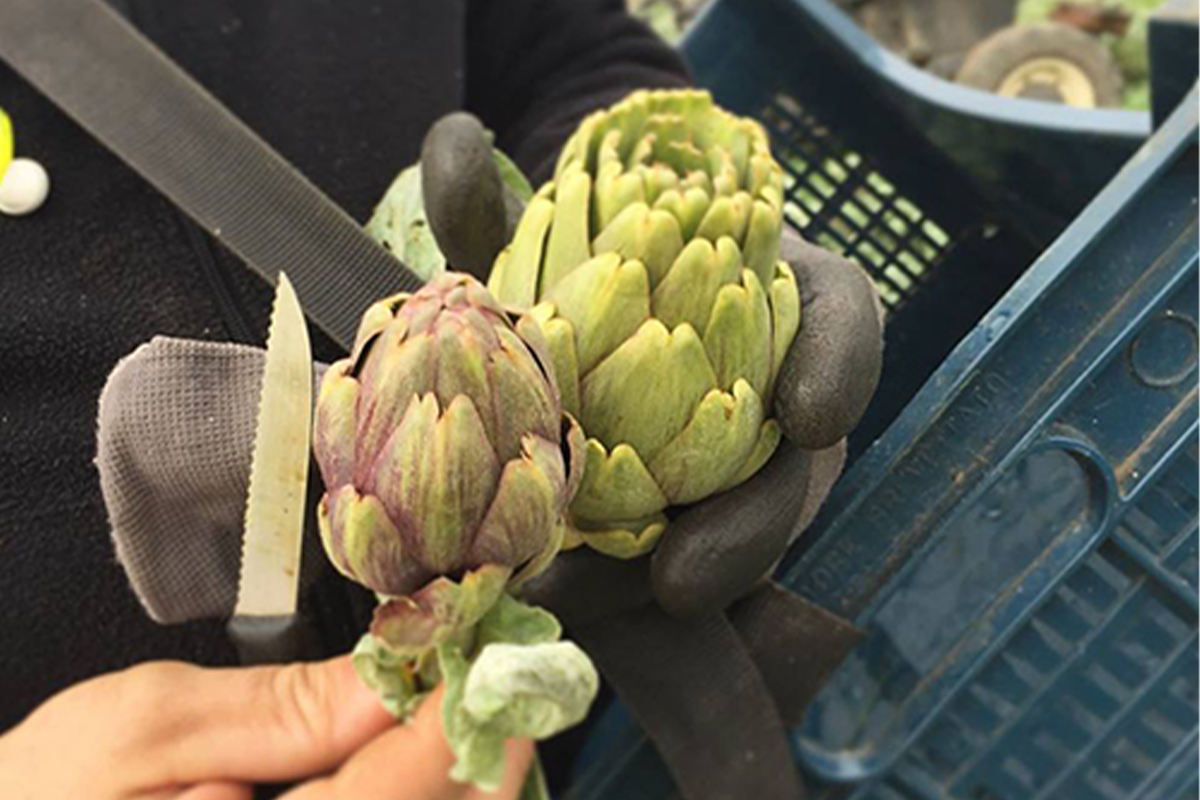 マッセリア・ミロガッロ アーティチョーク オリーブオイル漬