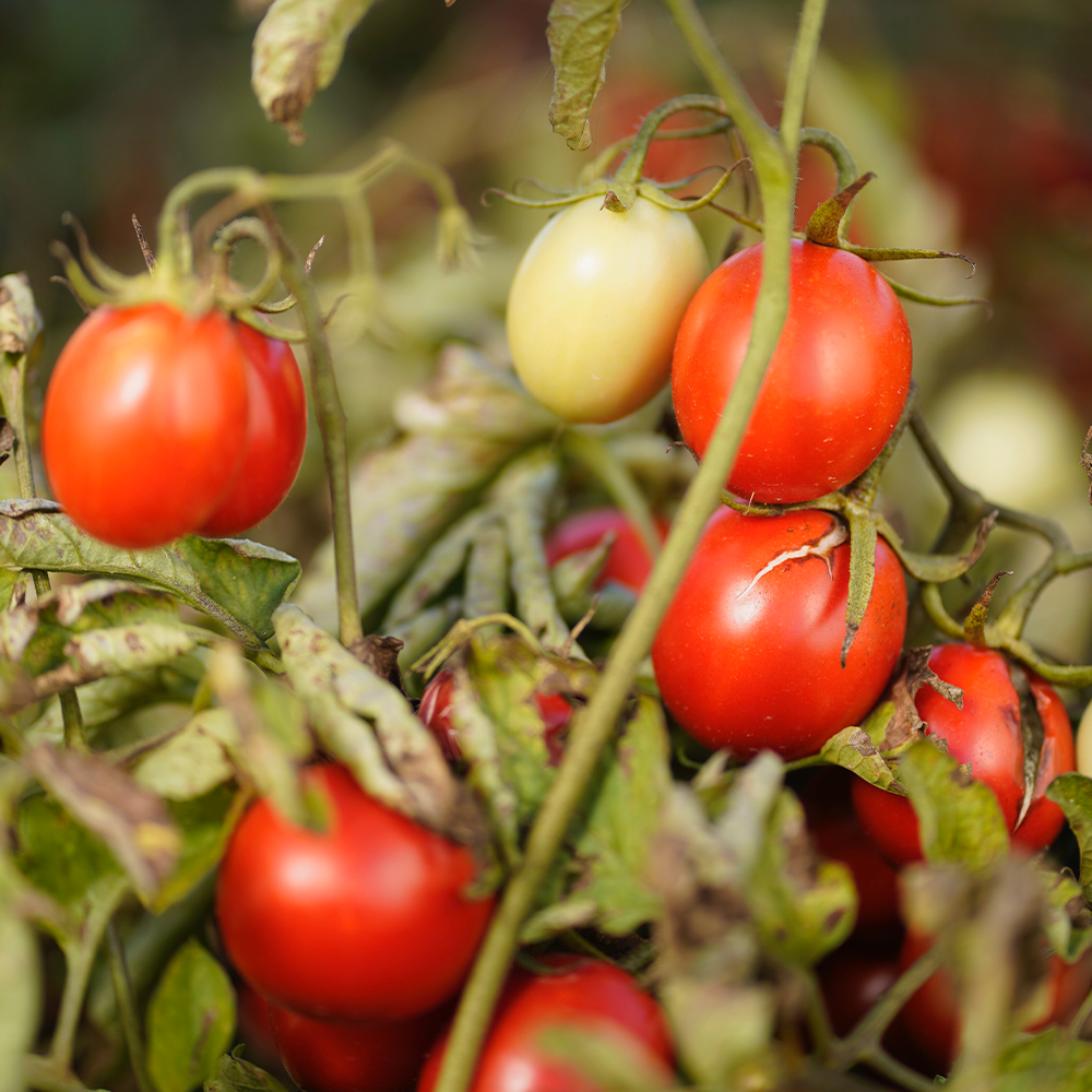 有機トマトを使った美味しいパッサータ / おまとめ5本セット+1本無料