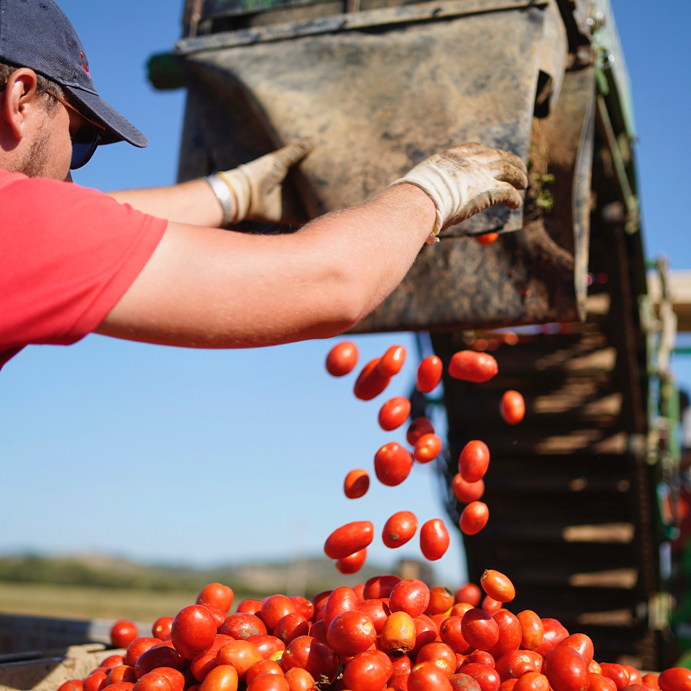 有機トマトを使った美味しいパッサータ