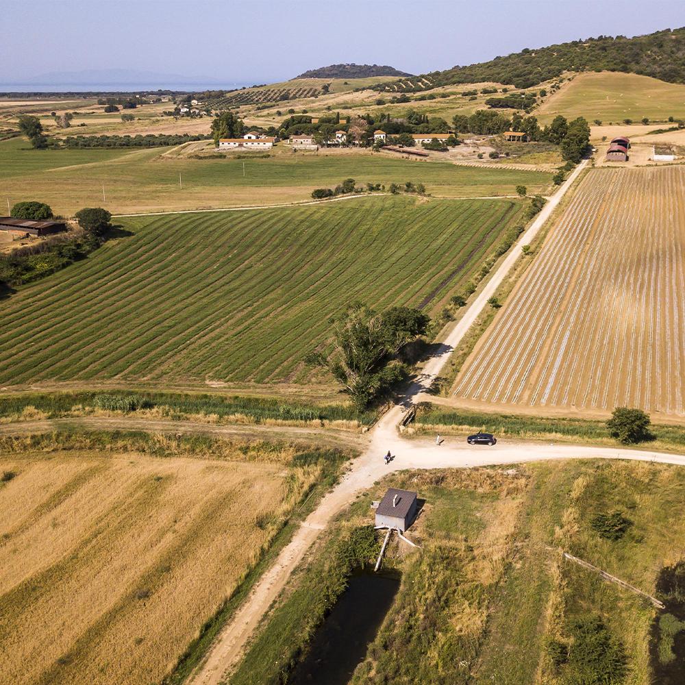 有機トマトを使った美味しいパッサータ