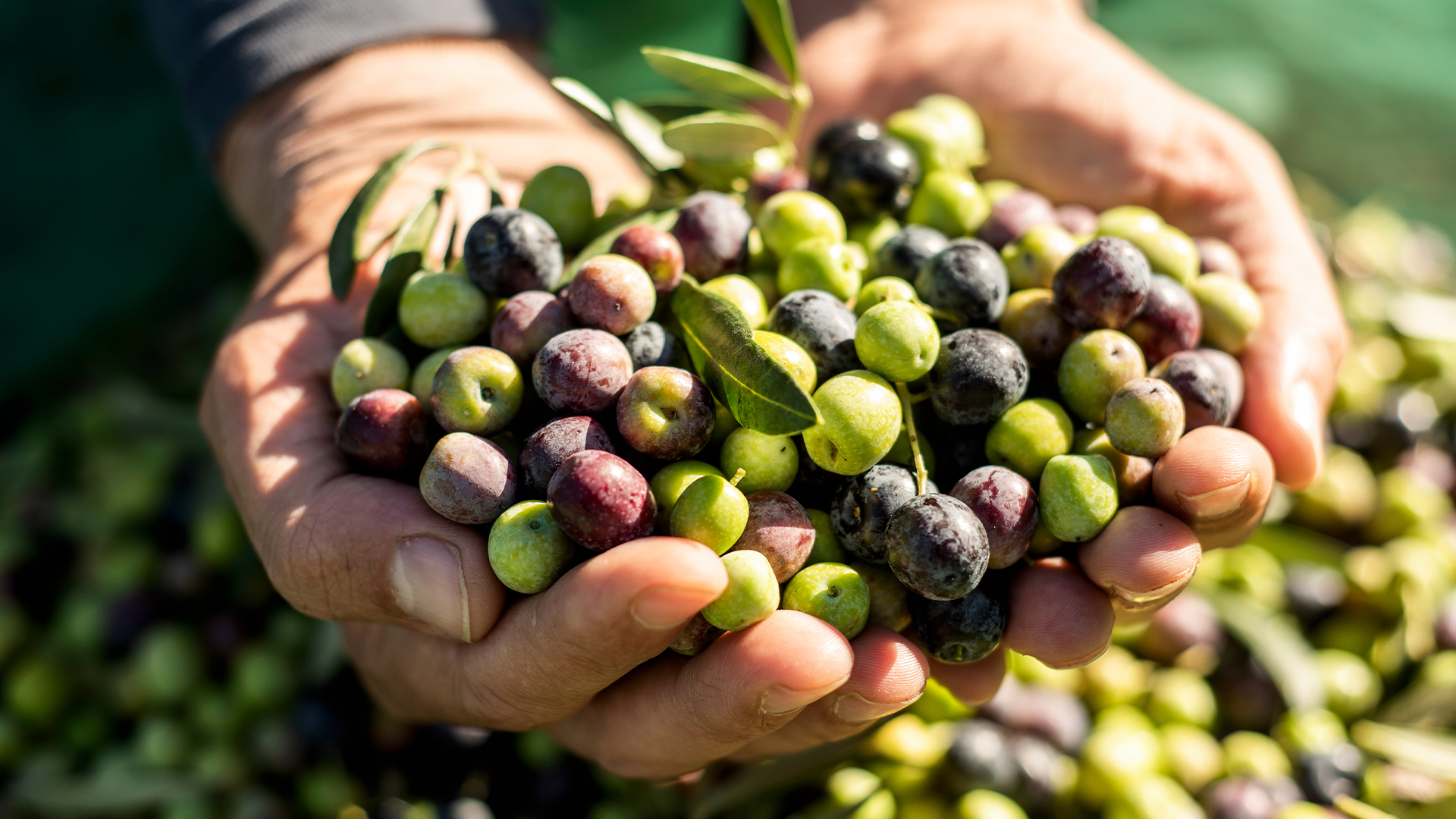 トンマーゾ マシャントニオ農園 グリーンオリーブ 塩水漬け(種あり)